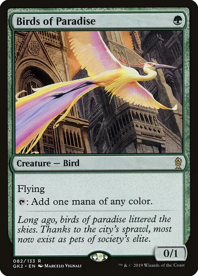 Birds of Paradise