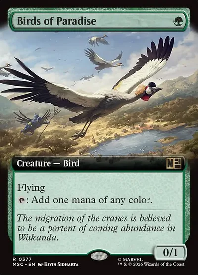 Birds of Paradise